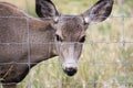 A female mule deer looks through a wire fence Royalty Free Stock Photo