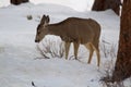 Female Mule Deer (Odocoileus hemionus)