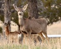 Female Mule Deer Portrait Royalty Free Stock Photo