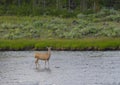 Female mule deer in river