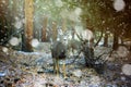 Female Mule Deer in a snow storm in the Rockies