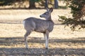 Female mule deer is standing and looking back in the forest Royalty Free Stock Photo