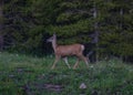 Female Mule Deer trotting through a mountain meadow in the rocky mountains Royalty Free Stock Photo