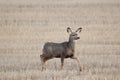 Female mule deer is walking in the yellow spring field Royalty Free Stock Photo