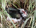 Female Muscovy Duck Sitting on Nest
