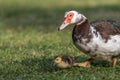 Female Muscovy duck (Cairina moschata) with her chicks