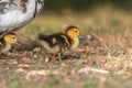 Female Muscovy duck (Cairina moschata) with her chicks