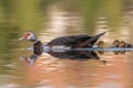 Female Muscovy duck (Cairina moschata) with her chicks