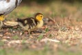 Female Muscovy duck (Cairina moschata) with her chicks