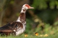 Female Muscovy duck (Cairina moschata) with her chicks