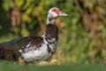 Female Muscovy duck (Cairina moschata) with her chicks