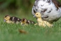 Female Muscovy duck (Cairina moschata) with her chicks