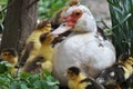 A female muscovy duck Cairina moschata with her young brood