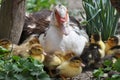 A female muscovy duck Cairina moschata with her young brood