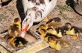 A female muscovy duck Cairina moschata with her young brood Royalty Free Stock Photo