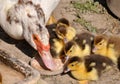 A female muscovy duck Cairina moschata with her young brood Royalty Free Stock Photo