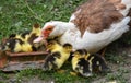 A female muscovy duck Cairina moschata with her young brood Royalty Free Stock Photo