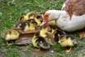 A female muscovy duck Cairina moschata with her young brood Royalty Free Stock Photo