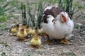 A female muscovy duck Cairina moschata with her young brood Royalty Free Stock Photo