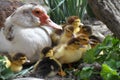 A female muscovy duck Cairina moschata with her young brood Royalty Free Stock Photo