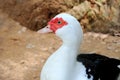 female muscovy ducks