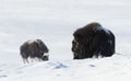 Female Musk Ox with a calf in snow during cold winter Royalty Free Stock Photo