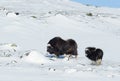 Female Musk Ox with a calf in snow Royalty Free Stock Photo