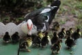 Female muscovy duck watches over young