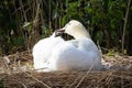 a female Mute Swan (Cygnus olor) preening Royalty Free Stock Photo