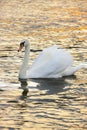 Female Mute Swan - Norfolk Broads - England Royalty Free Stock Photo