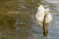 Female Mute Swan Eating Pond Vegetation