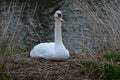 Female Mute Swan Incubating Eggs