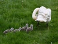 Mute Swan Pen (Female) with Newly Hatched Cygnets After Their First Swim Royalty Free Stock Photo