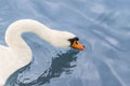 Female mute swan with an oranged red beak drinking water, natural ambient light, Seine river, public park, Paris, France Royalty Free Stock Photo