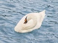 Female mute swan with an oranged red beak grooming while floating on the water,public park, Paris, France, photo Royalty Free Stock Photo