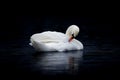 Female Mute Swan Preening on Dark Water