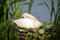 A female mute swan sitting on its nest