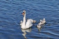Mute swan with her chicks Royalty Free Stock Photo