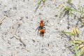 A Harry Female Mutillidae Wingless Wasp Or Red Velvet Ant