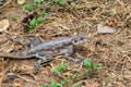 Female mwanza flat-headed rock agama (Agama mwanzae) or the Spider-Man agama in Serengeti National Park, Tanzania Royalty Free Stock Photo