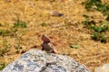 Female mwanza flat-headed rock agama Agama mwanzae or the Spider-Man agama on stone in Serengeti National Park, Tanzania Royalty Free Stock Photo