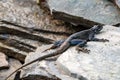 Female Mwanza flat-headed rock agama or Agama mwanzae