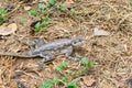 Female mwanza flat-headed rock agama Agama mwanzae or the Spider-Man agama on ground in Serengeti  National Park, Tanzania Royalty Free Stock Photo