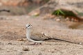 Female namaqua dove