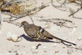 Female Namaqua Dove in Kalahari desert