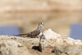 Female Namaqua Dove in Kalahari desert