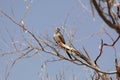 Namaqua dove Oena capensis in a tree