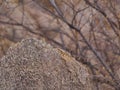 female namibian rock agama on granite rock in the sun