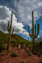 Female nature lover admiring the saguaro cactus Carnegiea gigantea in Saguaro National Park, Arizona