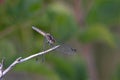 Female Navy Dropwing Dragonfly Perched On Stick Trithemis furva